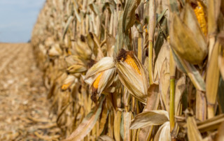 corn stalks ready for harvest