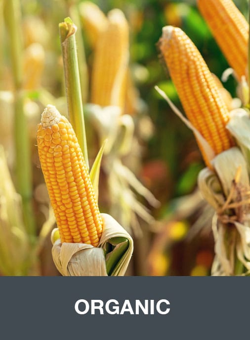 organic corn growing