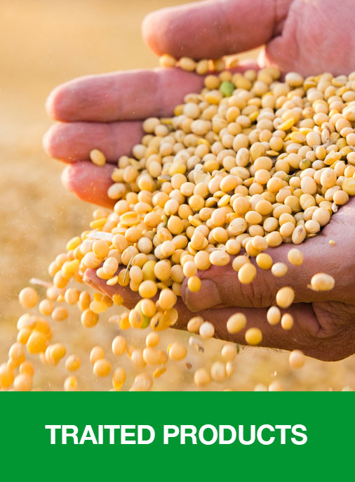 hands holding corn seed